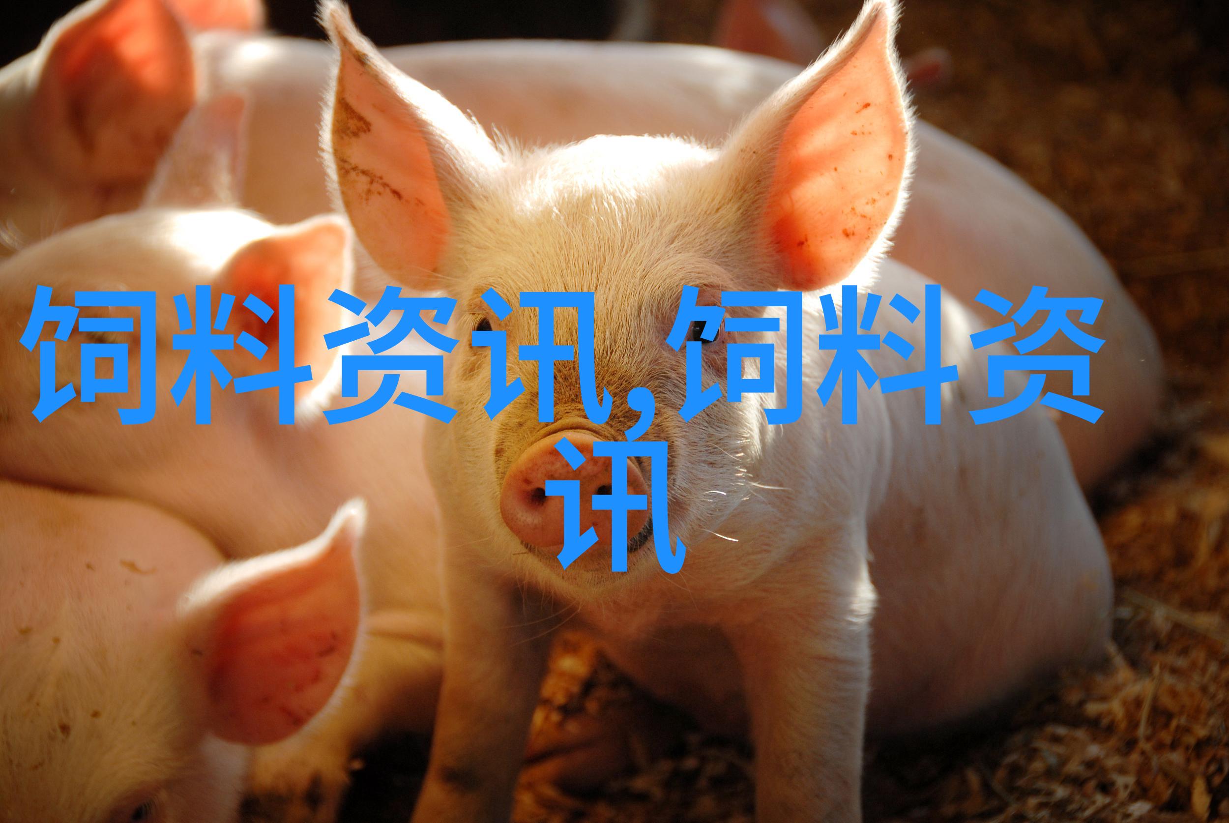 动物性饲料简易加工技术